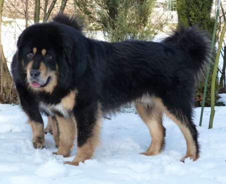 Y-DALOU Henriet´s garden,(DALOU x RAMILA)